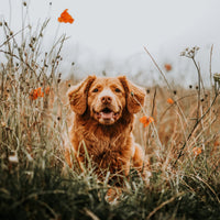 Soin des Chiens • Huile de Cade distilleriedescevennes