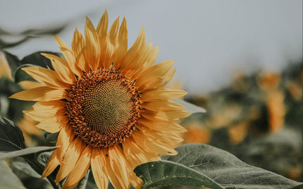Protéger sa peau du soleil
