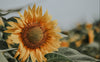 Protéger sa peau du soleil