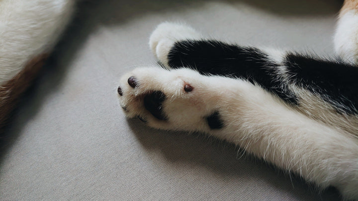 Animaux ✺ Chiens & Chats