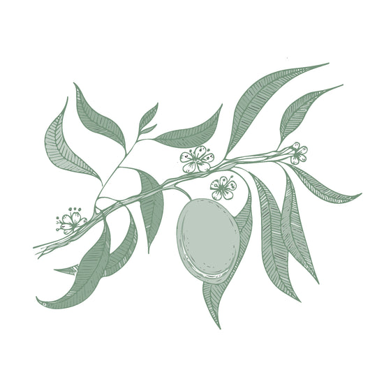 Illustration botanique - Amande douce