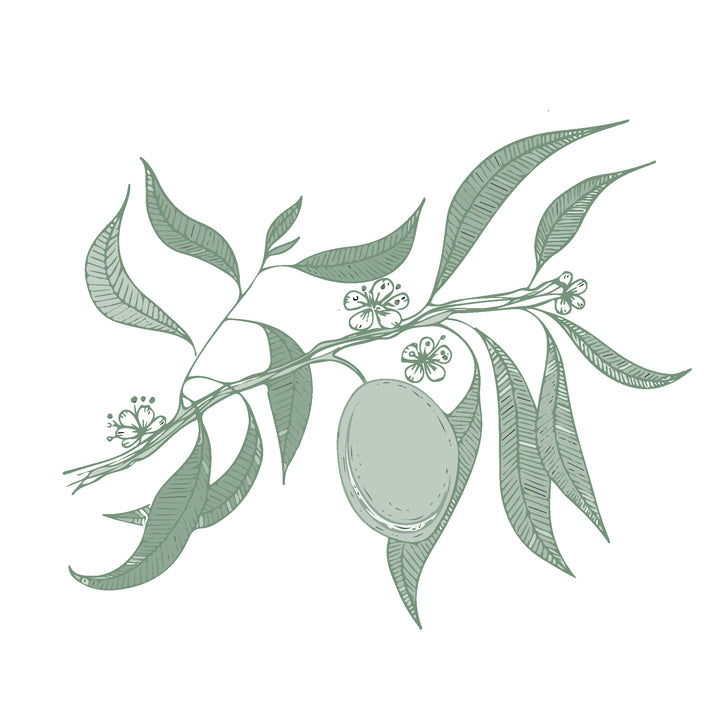 Illustration botanique - Amande douce