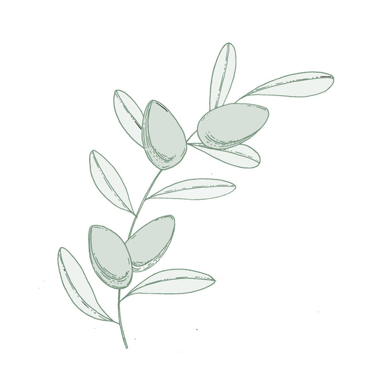 Illustration botanique - Argan