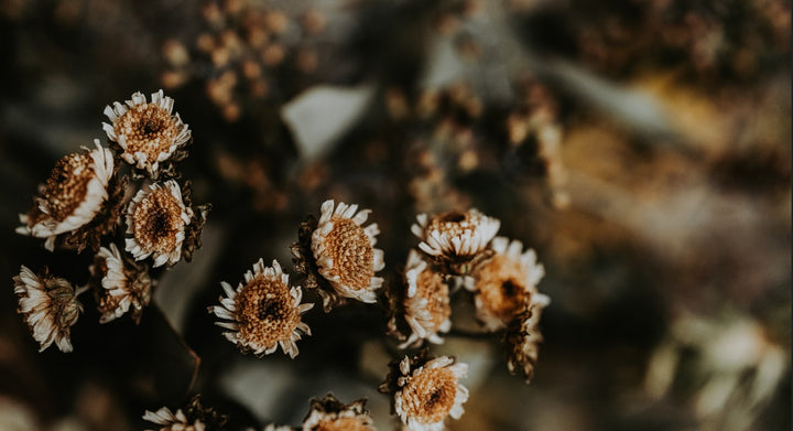 Fleurs sauvages