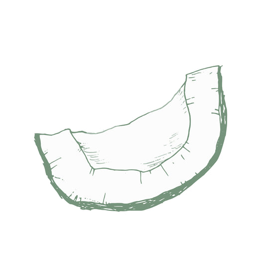 Illustration botanique - Coco