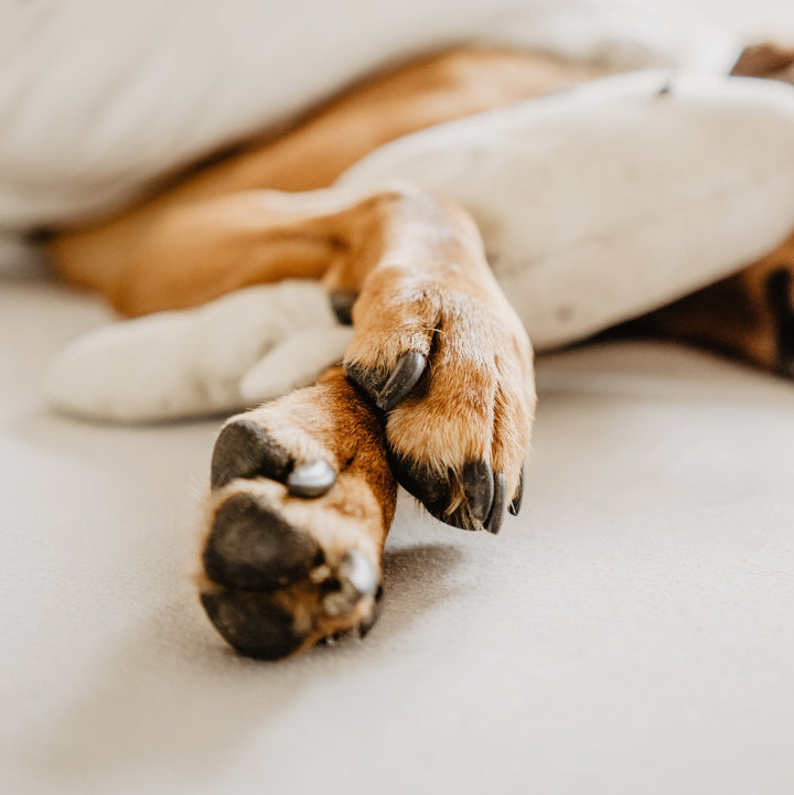 Pattes de chien