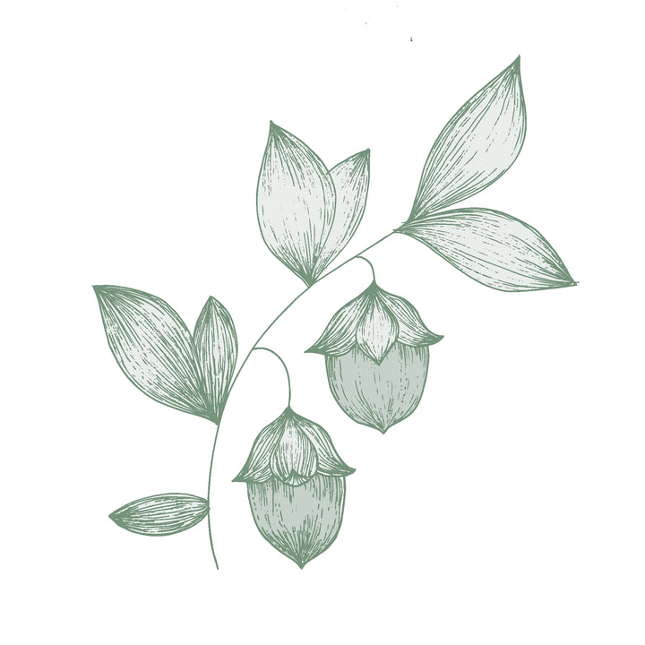 Illustration botanique - Jojoba