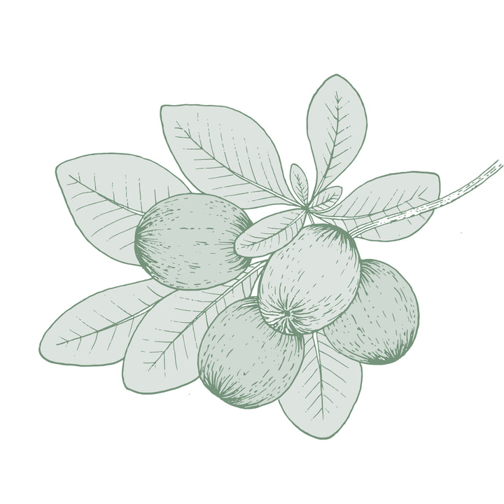 Illustration botanique - Karité