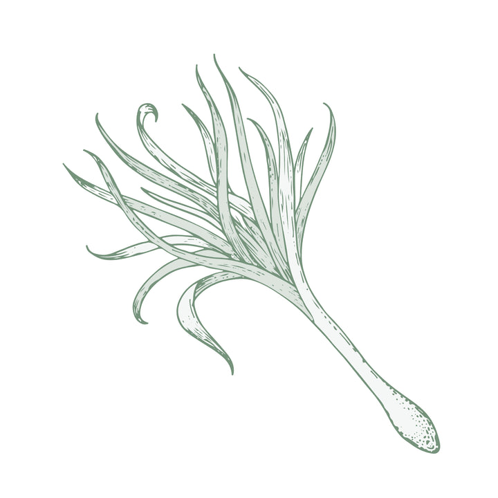Illustration botanique - Lemongrass