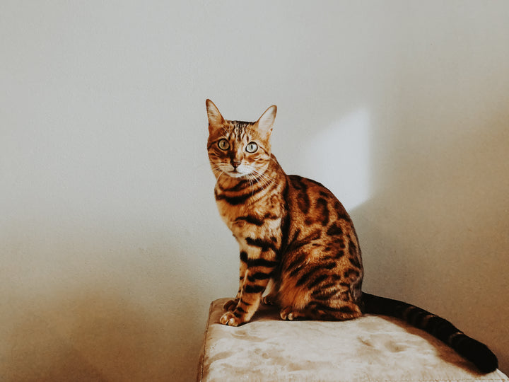 Chat aux grands yeux
