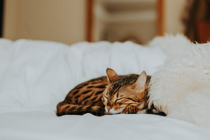Chat soins naturels animaux