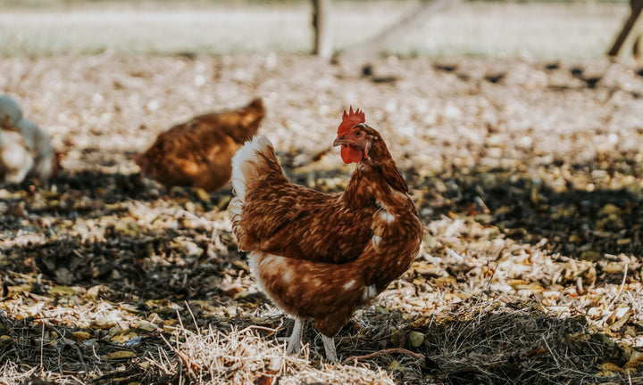 Poule au jardin