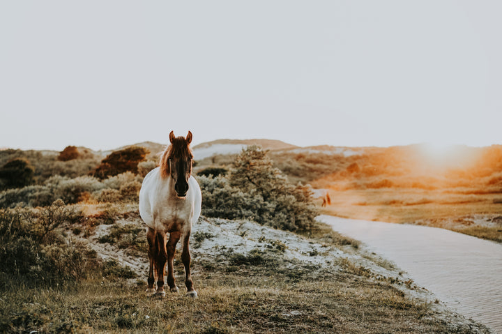Cheval dans un champ