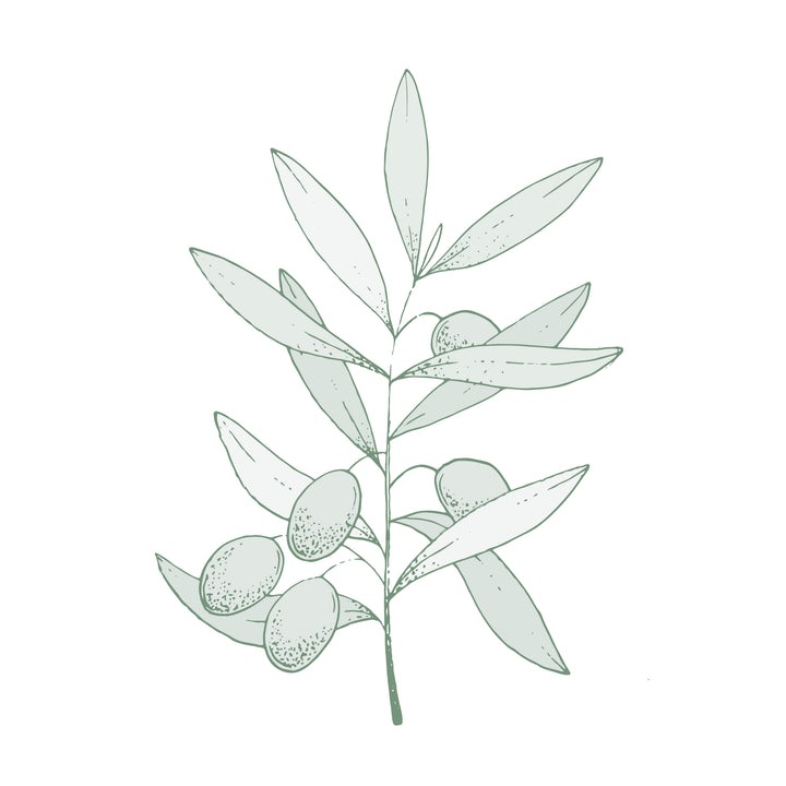 Illustration botanique - Olivier