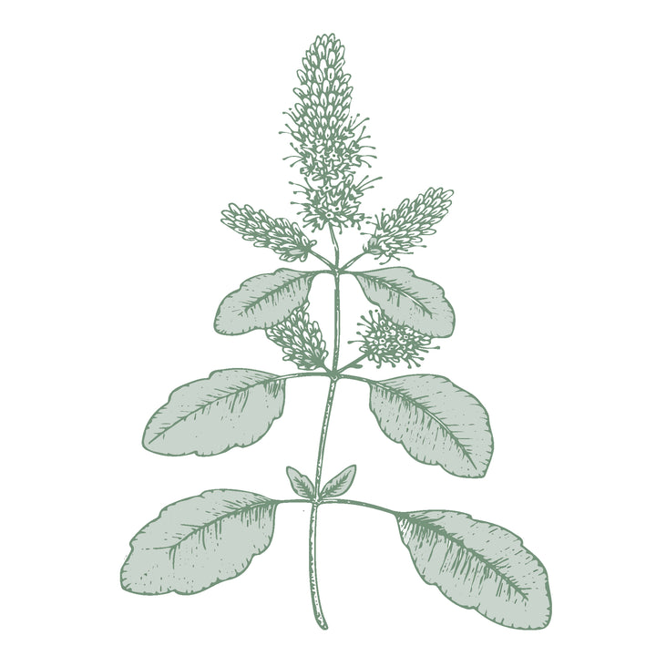 Illustration botanique - Patchouli