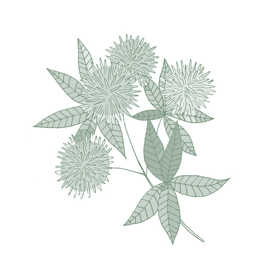 Illustration botanique - Ricin