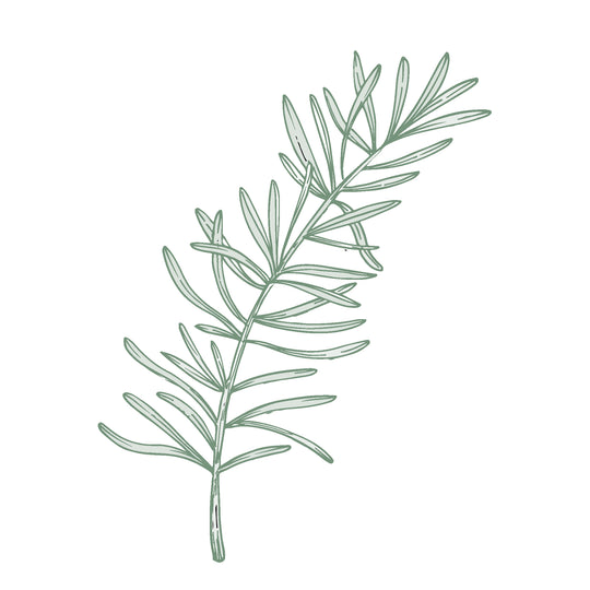Illustration botanique - Romarin