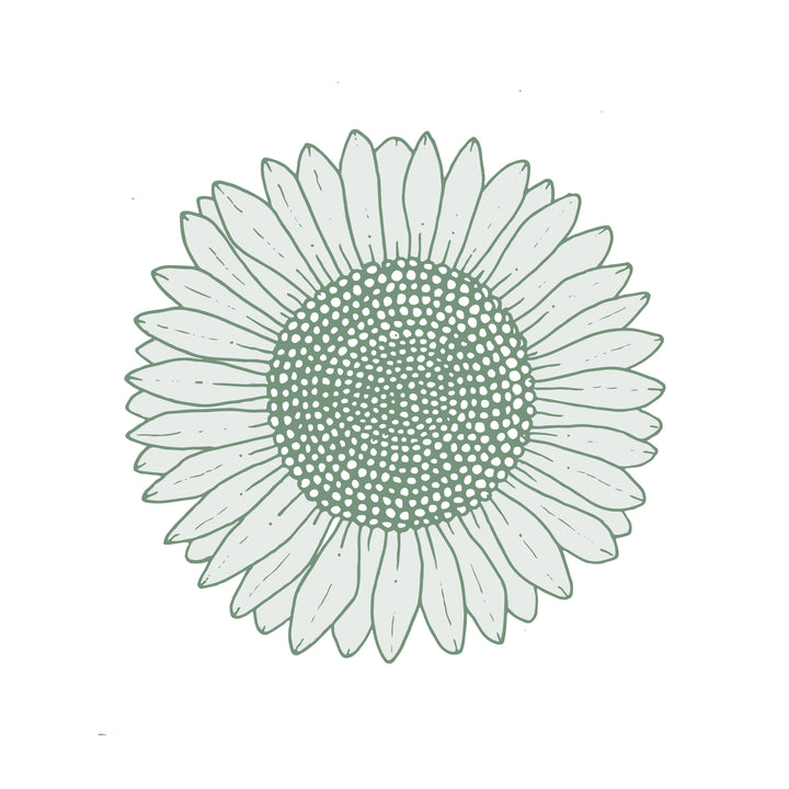 Illustration botanique - Tournesol 