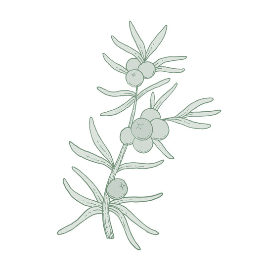 Illustration botanique - Cade Genévrier
