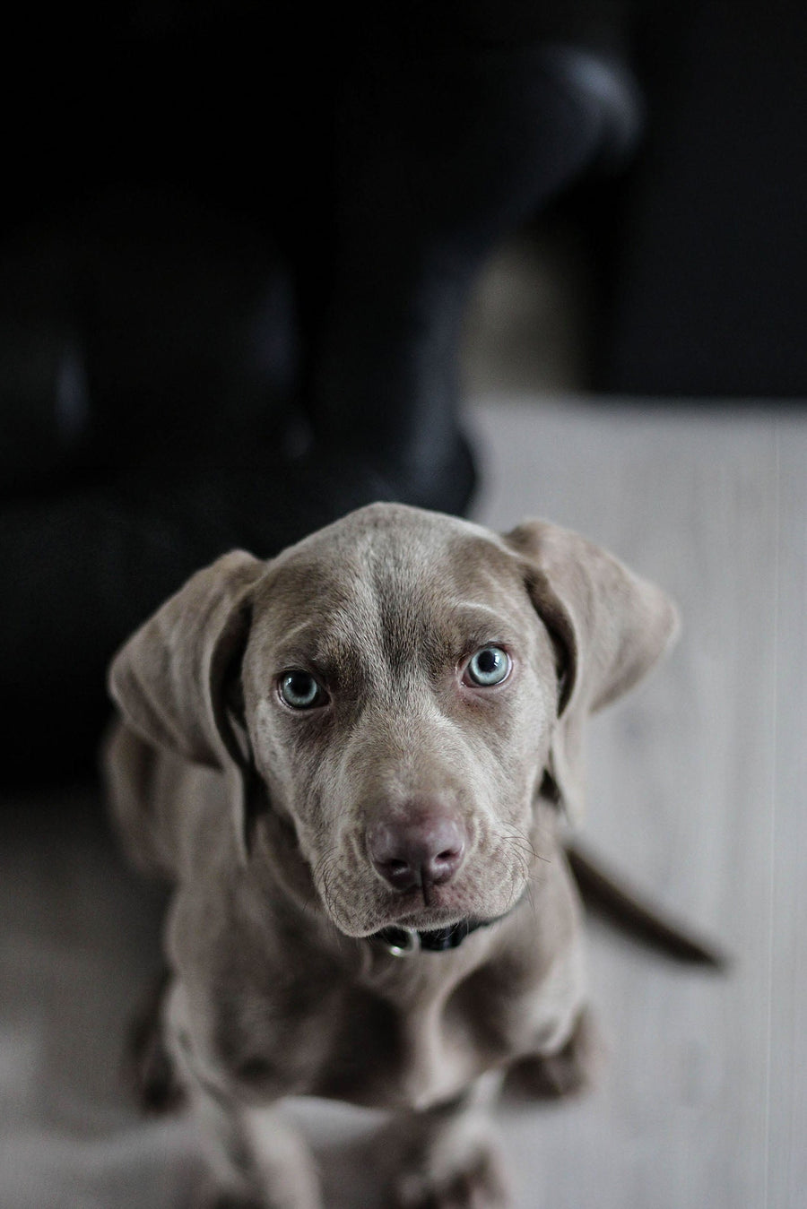 Chiens