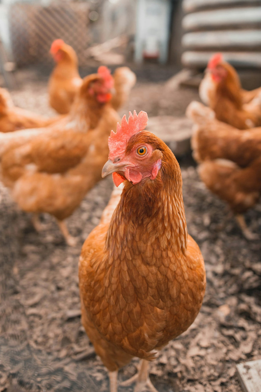 Poules