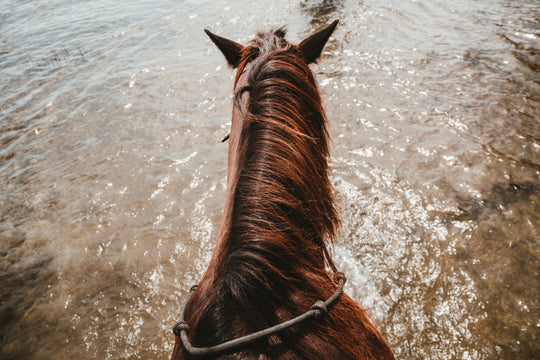 Crinière de cheval