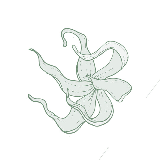 Illustration botanique - Ylang ylang