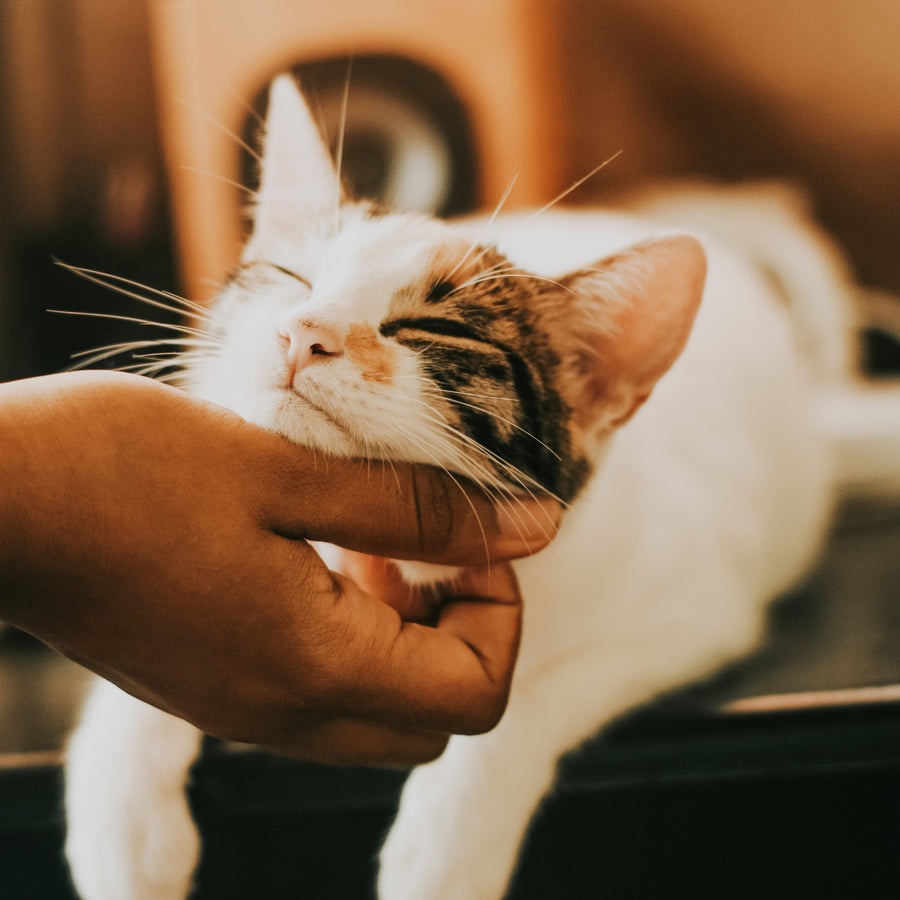 Soin des Chats • Huile de Cade Distillerie des Cévennes 