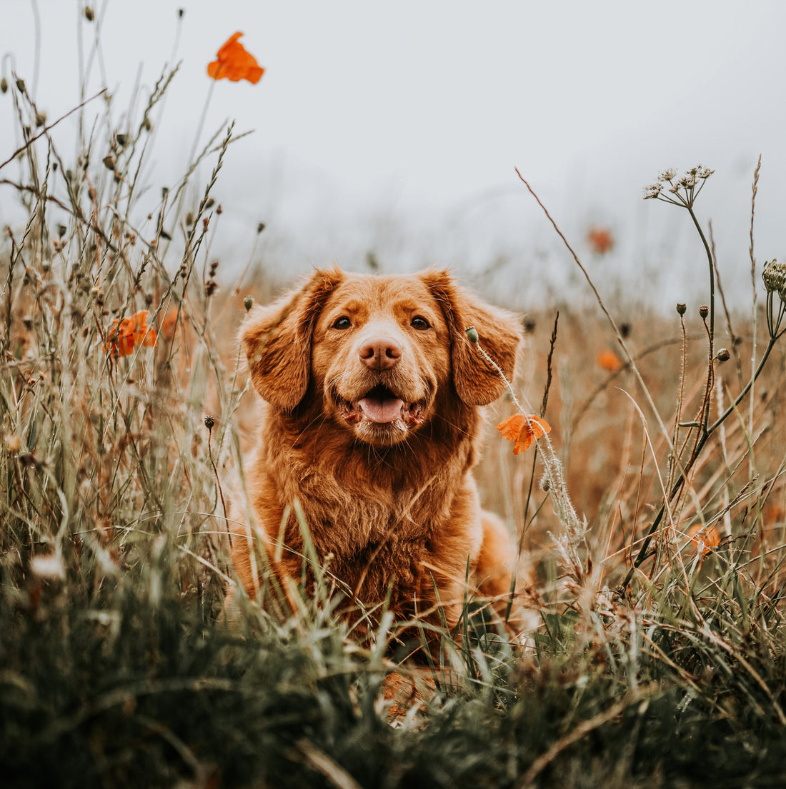 Soin des Chiens • Huile de Cade distilleriedescevennes 
