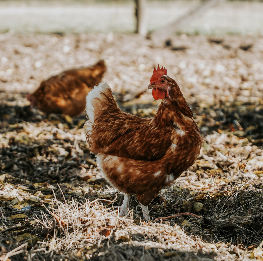 Soin des Poules • Huile de Cade Distillerie des Cévennes 