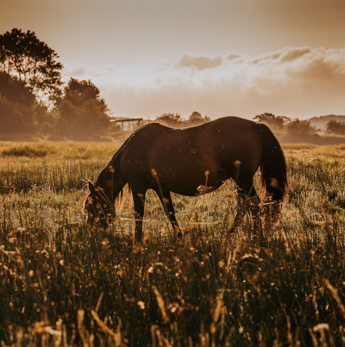 Soin naturel à l'huile de Cade Vraie • Sabots du Cheval